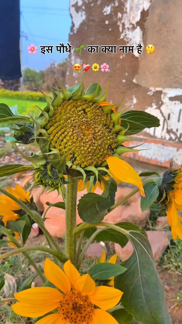 kisan_zindabad_100k 게시물 이미지: 🌸कोई बतायेगा 🤔🌼 

@kisan_zindabad_100k...