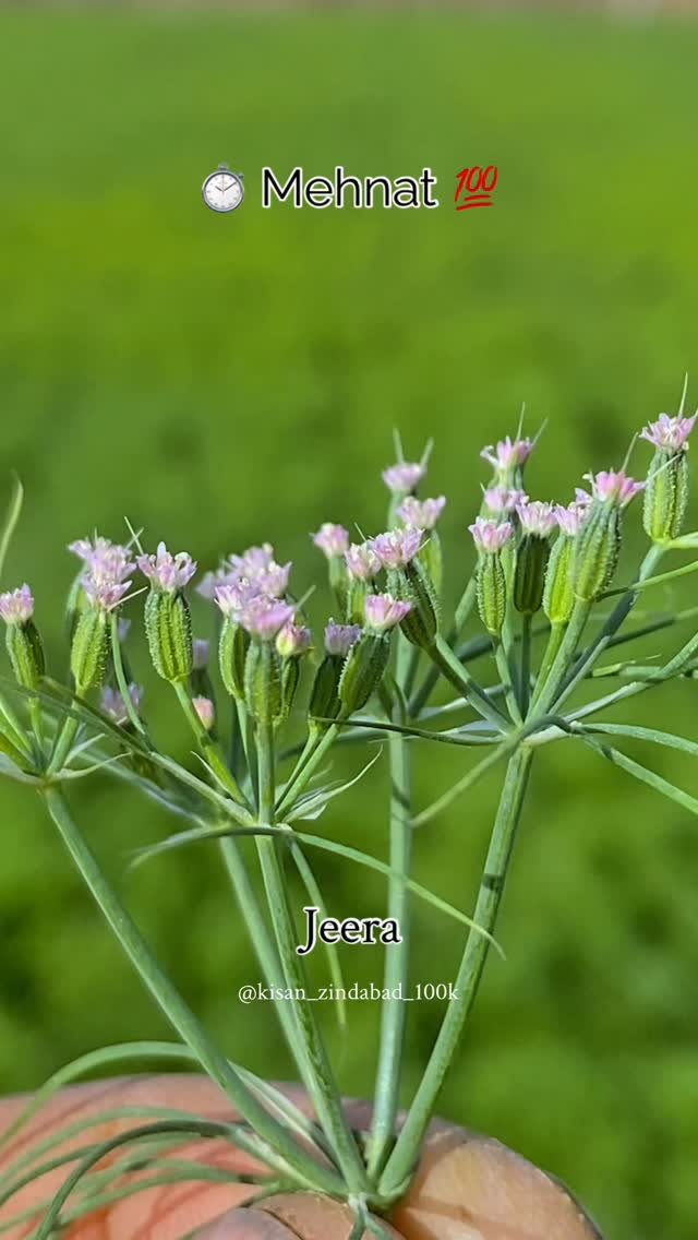 kisan_zindabad_100k 게시물 이미지: ⏱️सब मेहनत का खेल हैं लाला 💯❤️‍🩹 #kheti #desi...