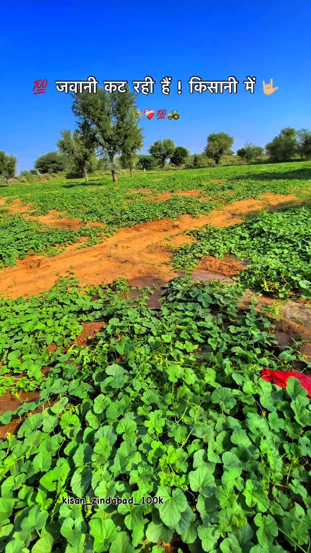 kisan_zindabad_100k 게시물 이미지: ❤️‍🩹 जवानी कट रही हैं हमारी किसानी 🧑‍🌾 में 💯...