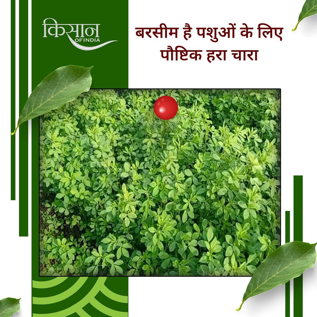 kisanofindia 게시물 이미지: बरसीम की खेती पशुओं के लिए पौष्टिक हरा चारा...