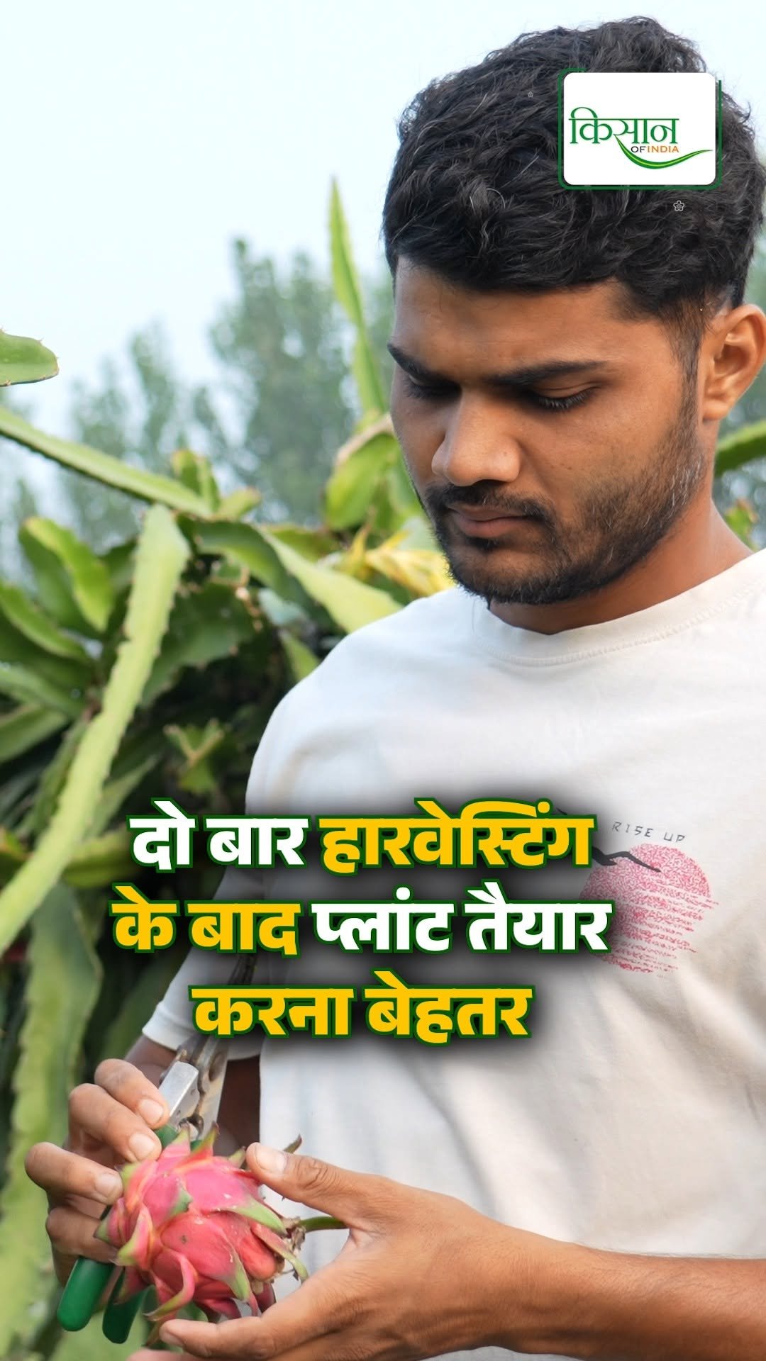 kisanofindia 게시물 이미지: हारवेस्टिंग के बाद ही ड्रैगनफ्रूट की नर्सरी...