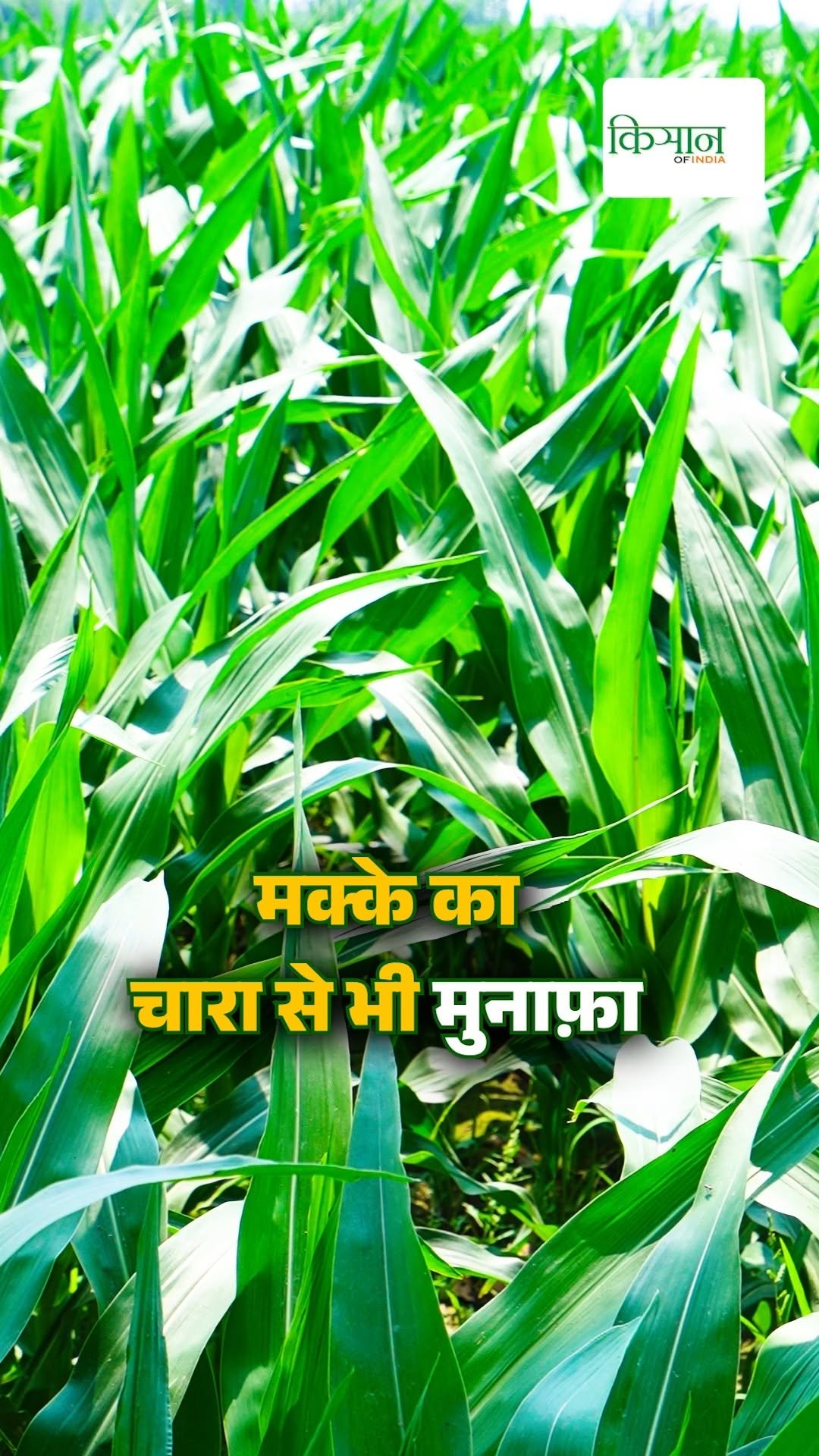 kisanofindia 게시물 이미지: मक्के की फसल में बाज़़ार में भुट्टे की अधिक...