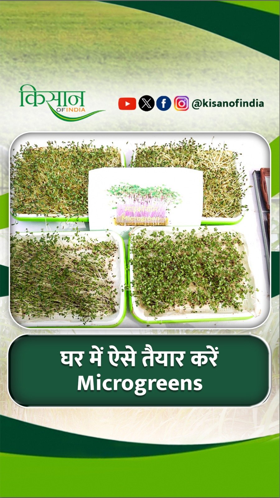 kisanofindia 게시물 이미지: घर में ऐसे तैयार करें Microgreens ये है...