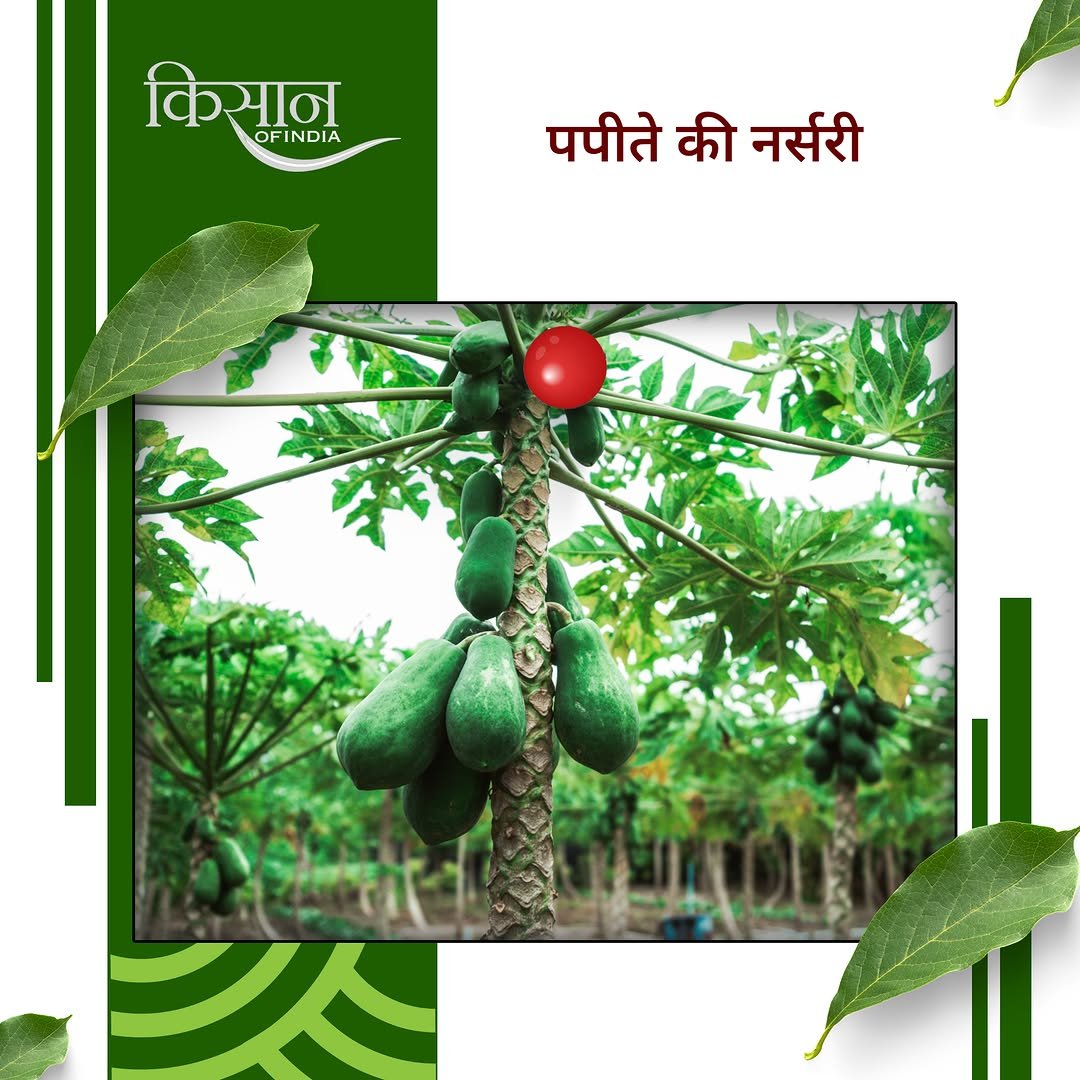 Photo by Kisan of India on April 25, 2026. May be an image of papaya and text that says 'किसान OFINDIA पपीते की नर्सरी'.