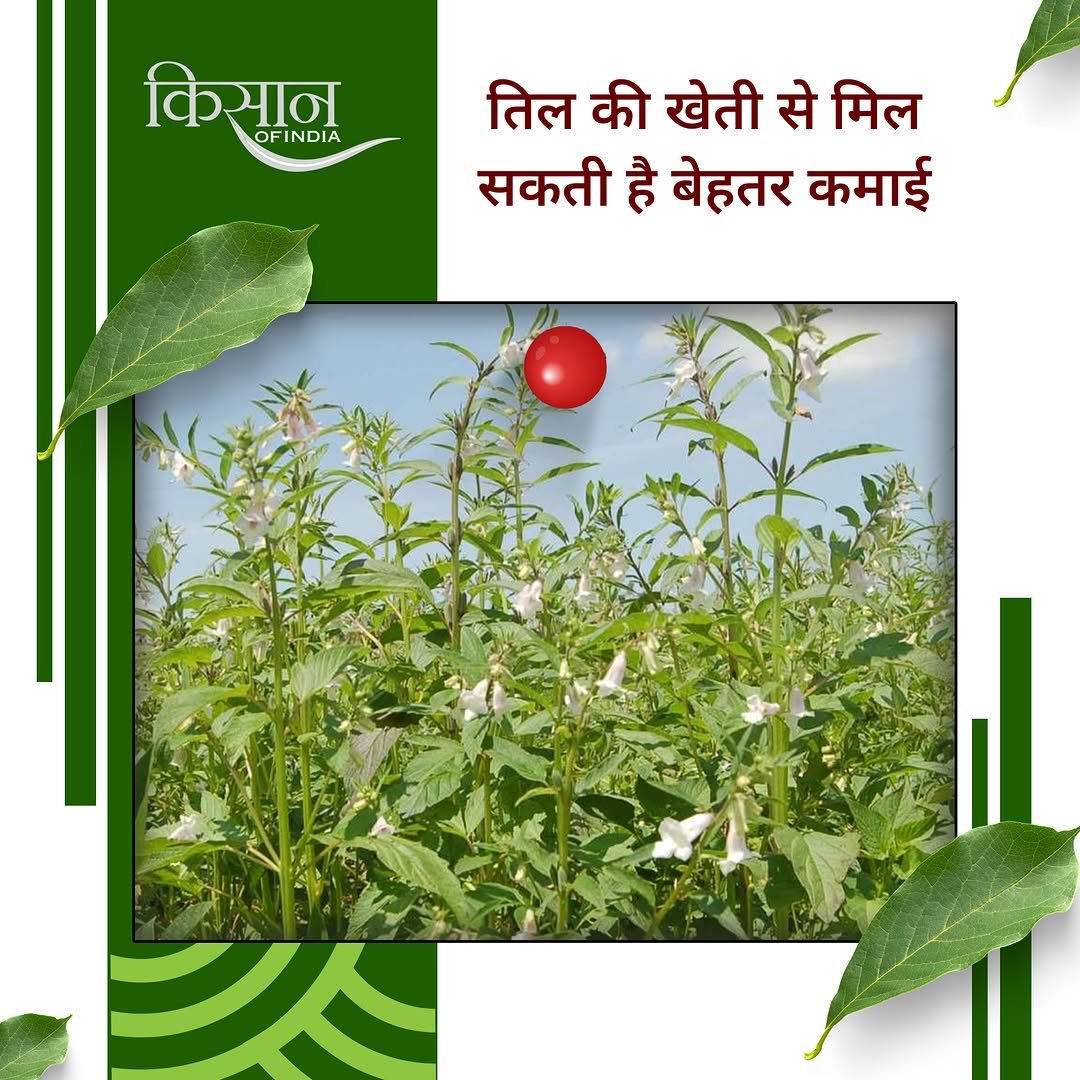 kisanofindia 게시물 이미지: तिल की खेती में सही मिट्टी, पर्याप्त धूप और...