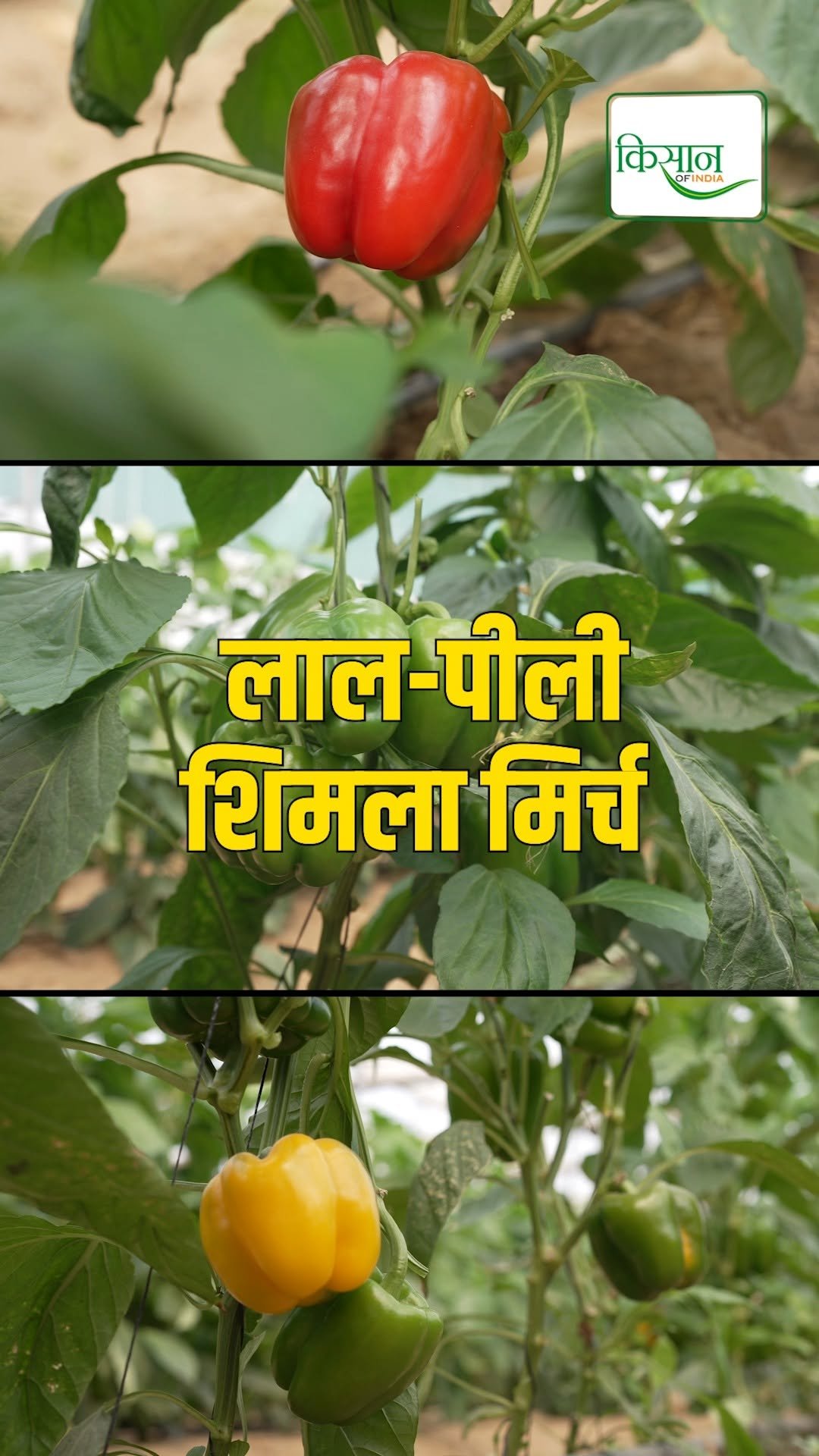 kisanofindia 게시물 이미지: संरक्षित खेती के फ़ायदों के बारे में बताया खेमा...