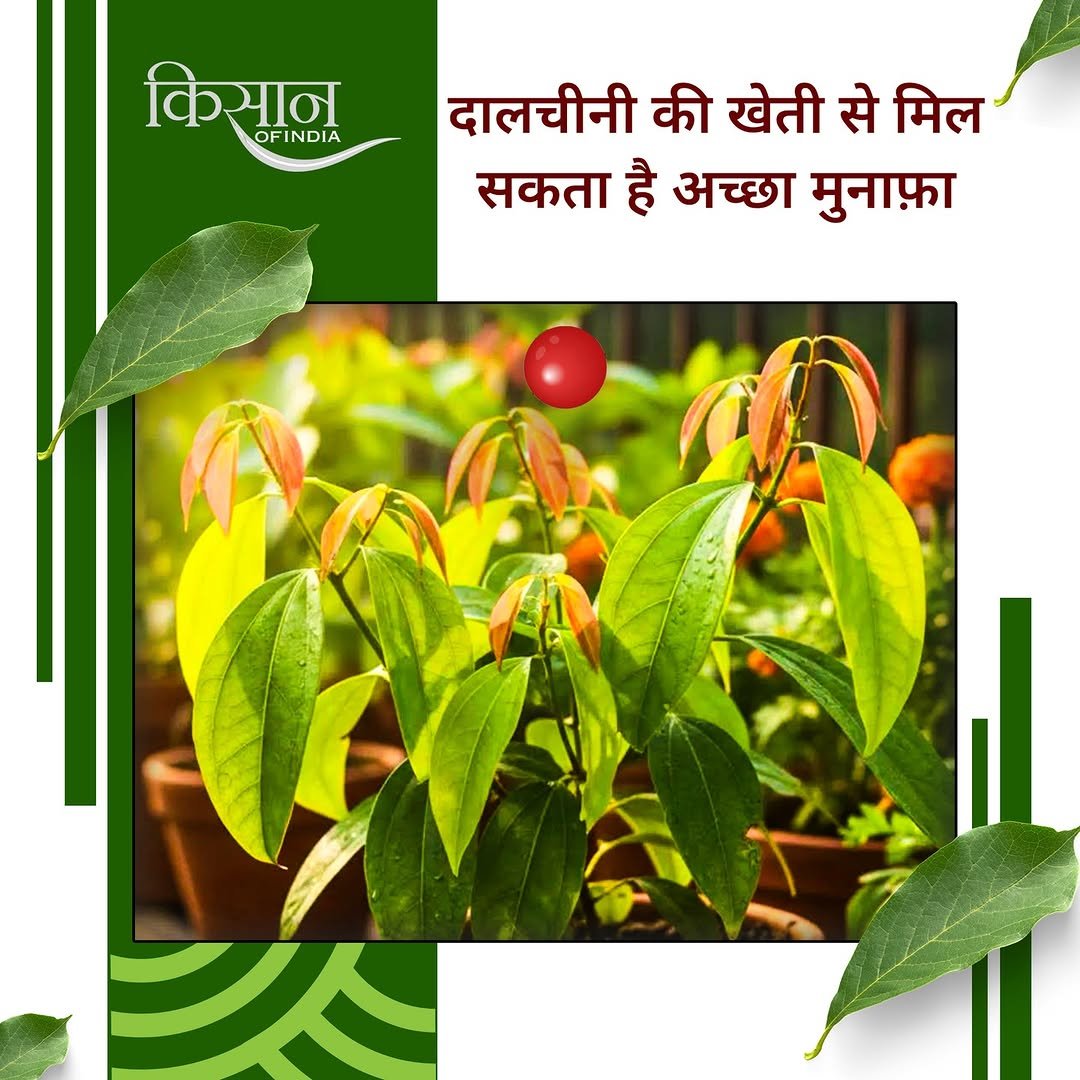 Photo by Kisan of India on February 16, 2026. May be an image of herb and text that says 'किसान OFINDIA & दालचीनी की खेती से मिल सकता है अच्छा मुनाफ़ा'.