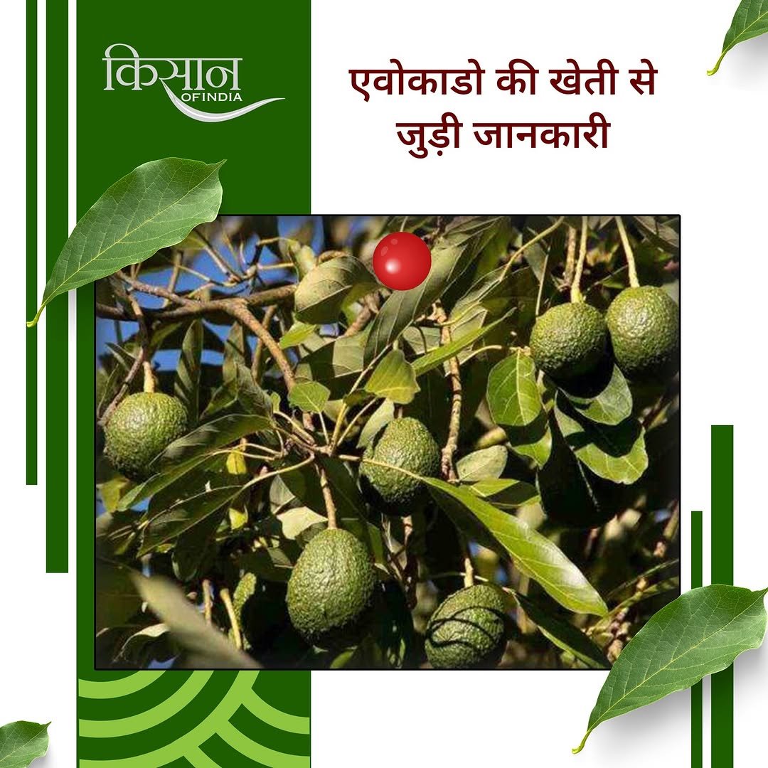 Photo by Kisan of India on February 14, 2026. May be an image of vegetable and text that says 'किसान OFINDIA OFINDIA A एवोकाडो की खेती से जुड़ी जानकारी'.
