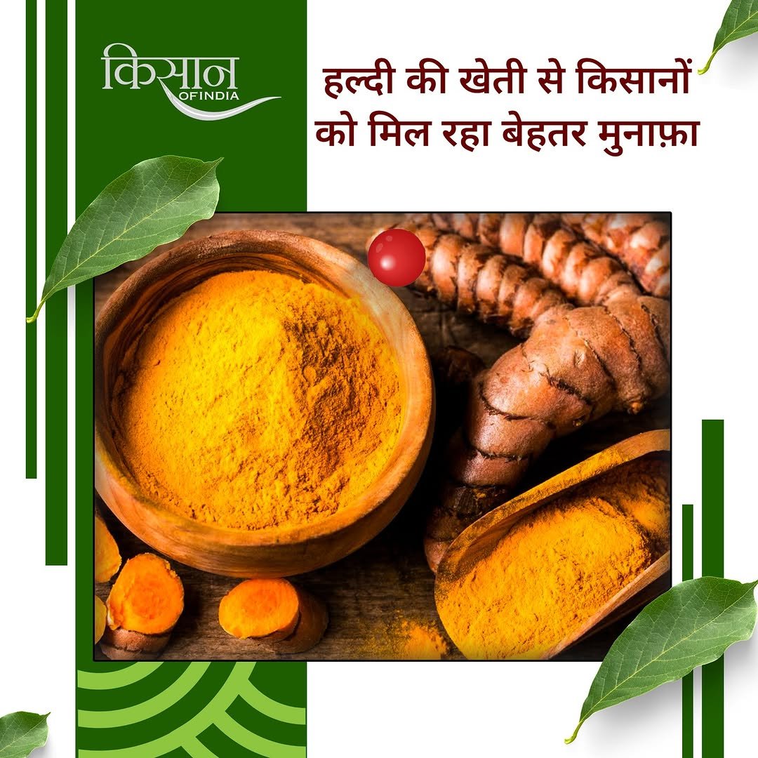 Photo by Kisan of India on February 18, 2026. May be an image of spice, vegetable, herb and text that says 'किसान OFINDIA OFINDIA 4 हल्दी की खेती से किसानों को मिल रहा बेहतर मुनाफ़ा'.