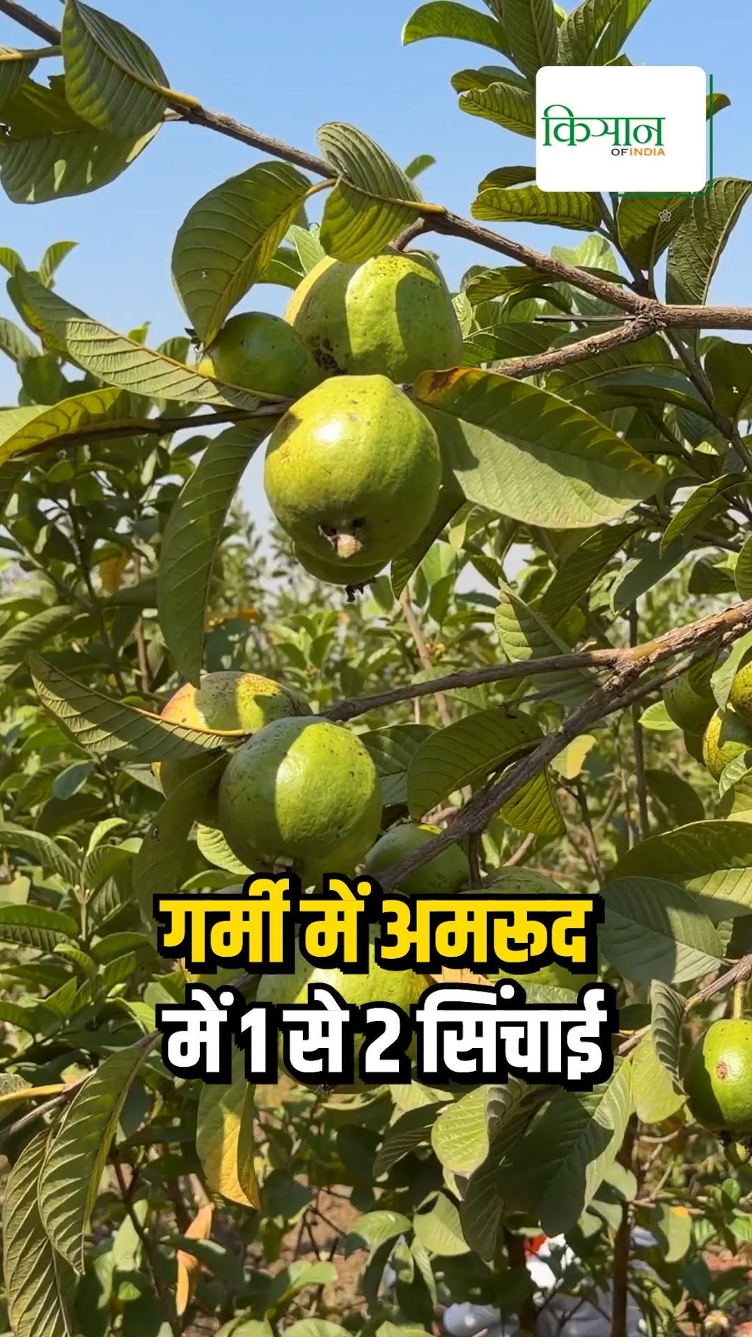 kisanofindia 게시물 이미지: अमरूद की खेती की शुरूआत करें Drip Irrigation...