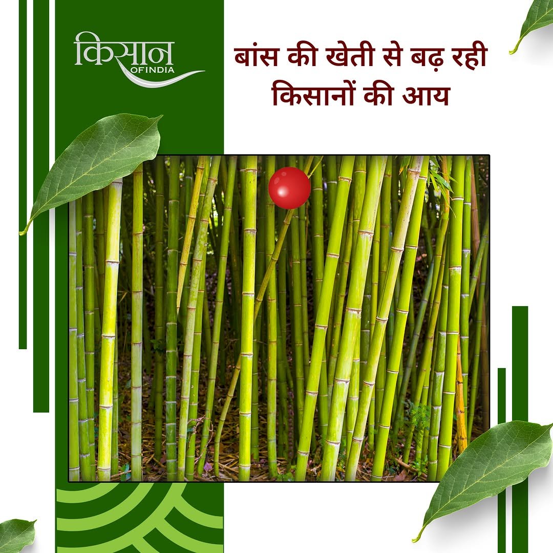 Photo by Kisan of India on April 27, 2026. May be an image of sugarcane, bamboo, herb and text that says 'कि किसान OFINDIA बांस की खेती से बढ़ रही किसानों की आय'.