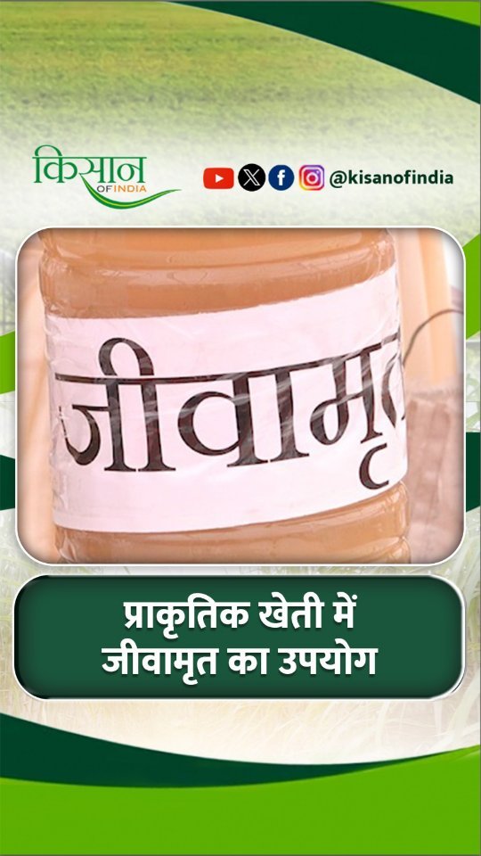 kisanofindia 게시물 이미지: प्राकृतिक खेती में जीवामृत, घनजीवामृत का...