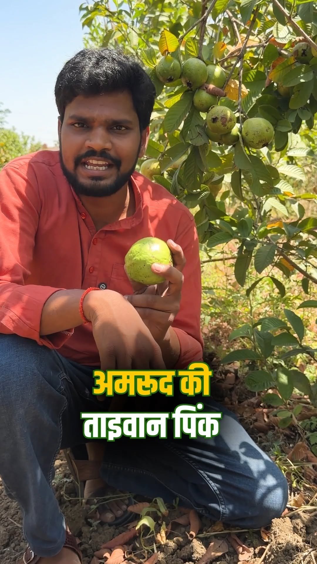 kisanofindia 게시물 이미지: Taiwan Pink Guava की 6 महीने में Fruiting और...