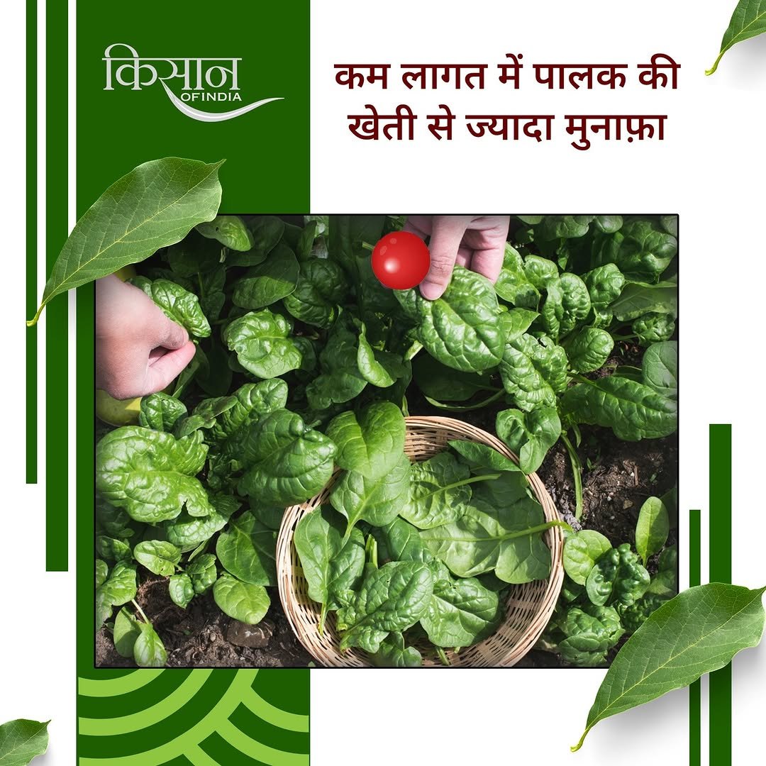 Photo by Kisan of India on November 06, 2025. May be an image of collard greens, herb and text that says 'किसान कि OFINDIA OFINDIA DIA कम लागत में पालक की खेती से ज्यादा मुनाफ़ा មា្ត្ម្វ្ 5'.