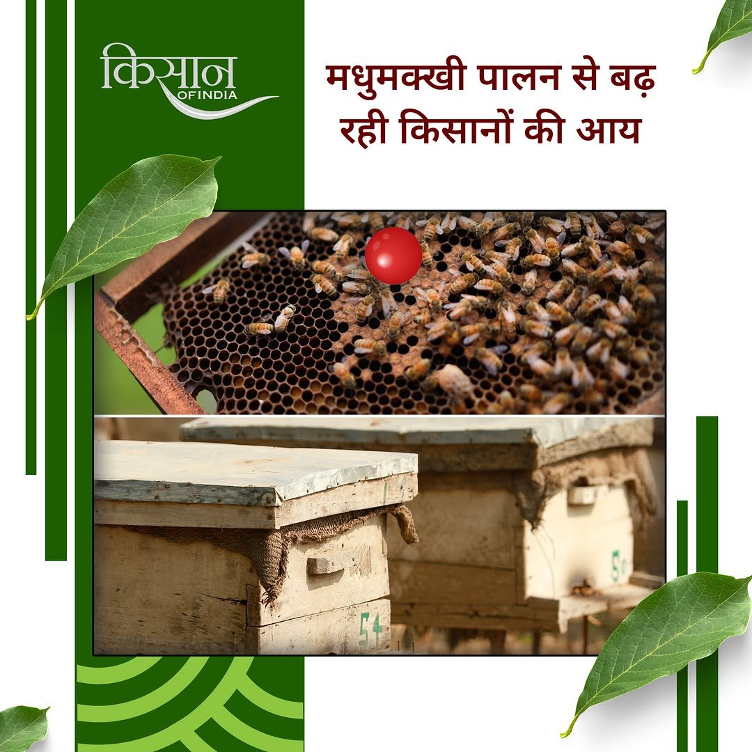 Photo by Kisan of India on April 28, 2026. May be an image of text that says 'किसान OFINDIA मधुमक्खी पालन से बढ़ रही किसानों की आय ン'.