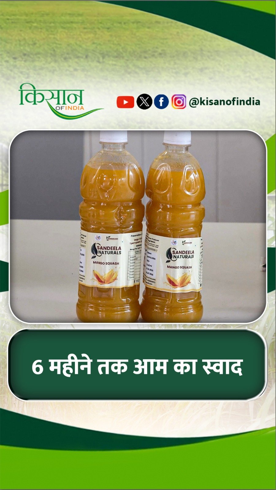 kisanofindia 게시물 이미지: ऐसे आम के पल्प को संरक्षित करके 6 महीने तक कर...