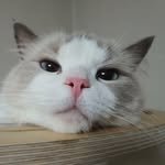 doremicat_main 프로필 사진