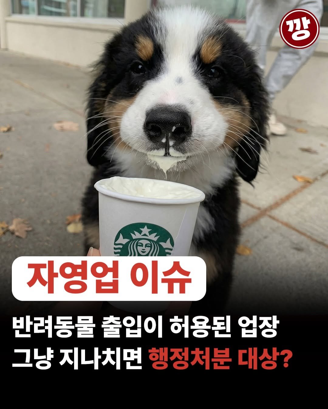 Photo by 강규원 on February 13, 2026. May be an image of animal and text that says '강 자영업 이슈 반려동물 출입이 허용된 업장 그냥 지나치면 행정처분 대상?'.