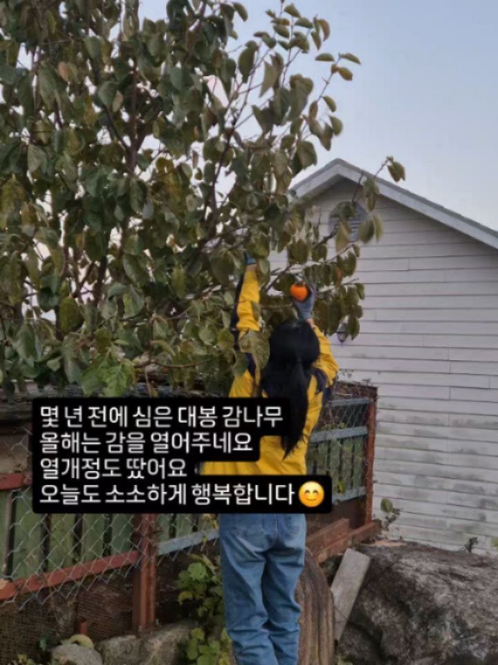 kkongnyang_bubu 게시물 이미지: 🌳5년 키운 대봉감나무가 있어요

약을 안치니
매년 열매가 떨어지고
몇개 달린 감은...