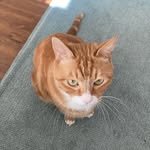 zangzi.n0 프로필 사진