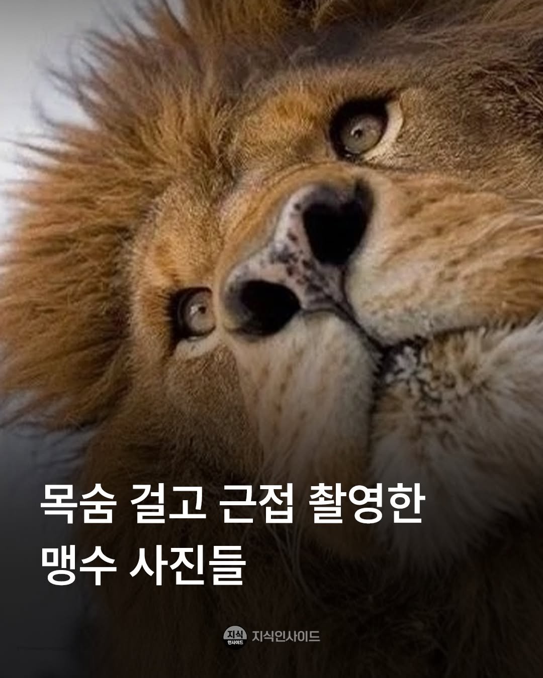 knowledgeins_kr 게시물 이미지: 📷 영국 사진 작가 Jonathan Griffiths가 맹수와 야생동물을 아주...