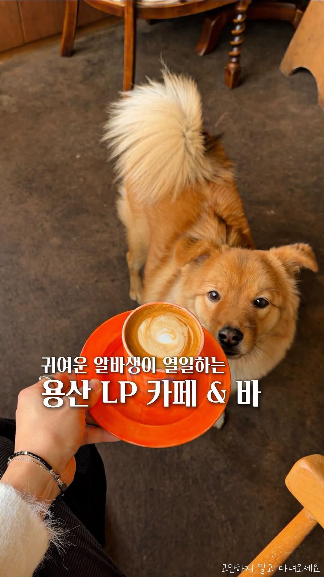 koh_min_ 게시물 이미지: 고민하지 말고 다녀오세요🐕 귀여운 알바생이 열일하는 용산 대로변 2층에 숨겨진 카페...