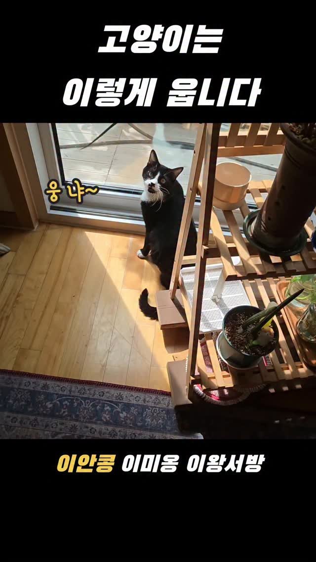 kongs3obang 게시물 이미지: 야옹