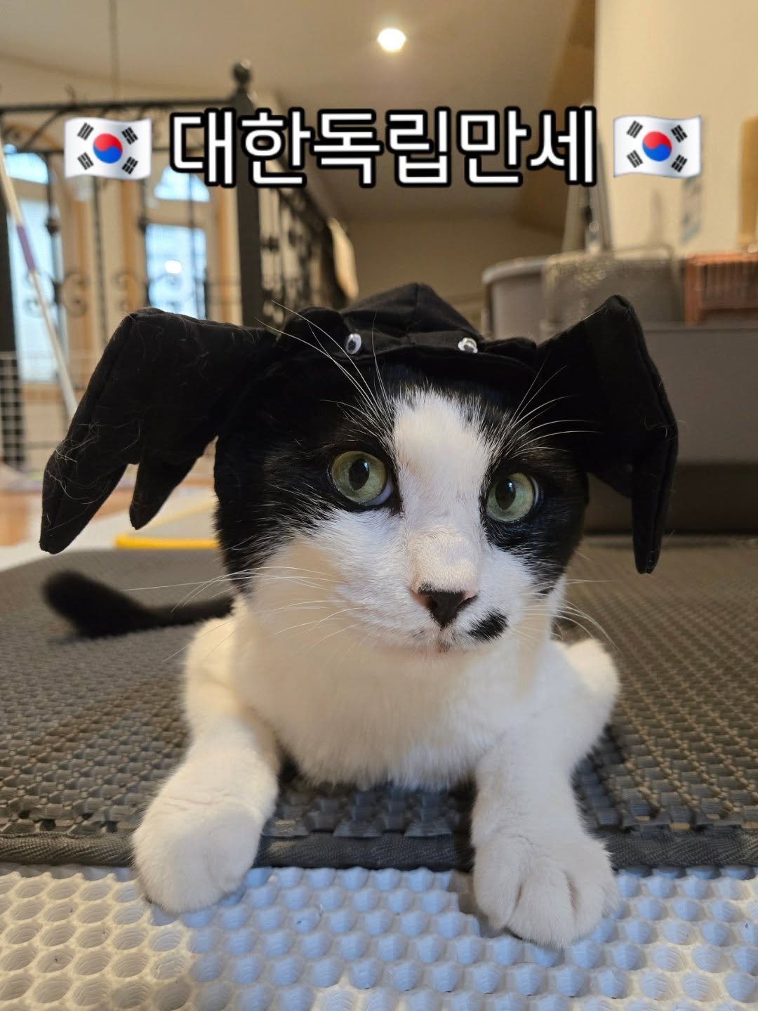 Photo by 안수지 | 콩이누나 on August 14, 2025. May be an image of kitten and text that says '대한독립만세'.