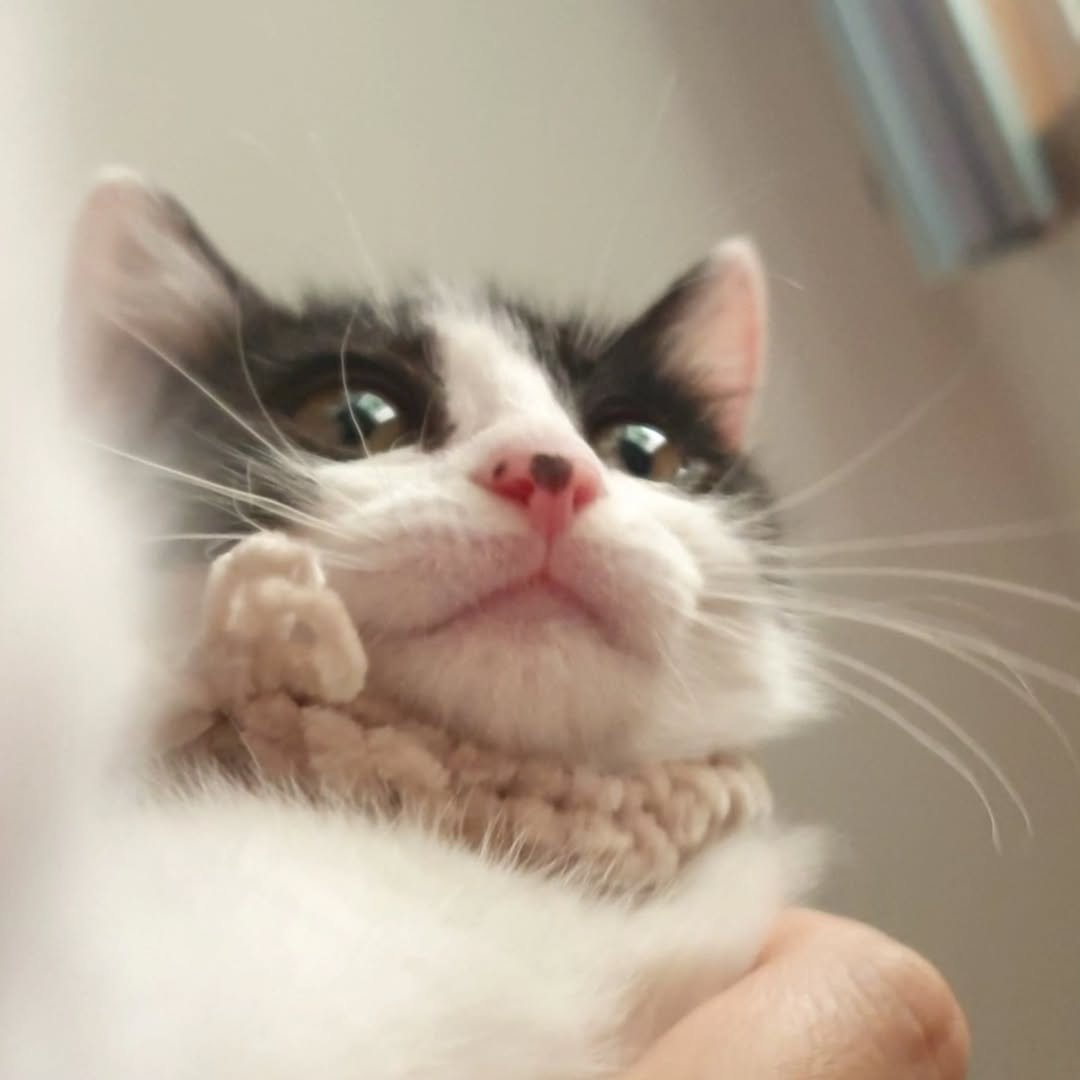Photo by 안수지 | 콩이누나 on August 07, 2025. May be an image of ragdoll cat, Abyssinian cat, kitten and text.
