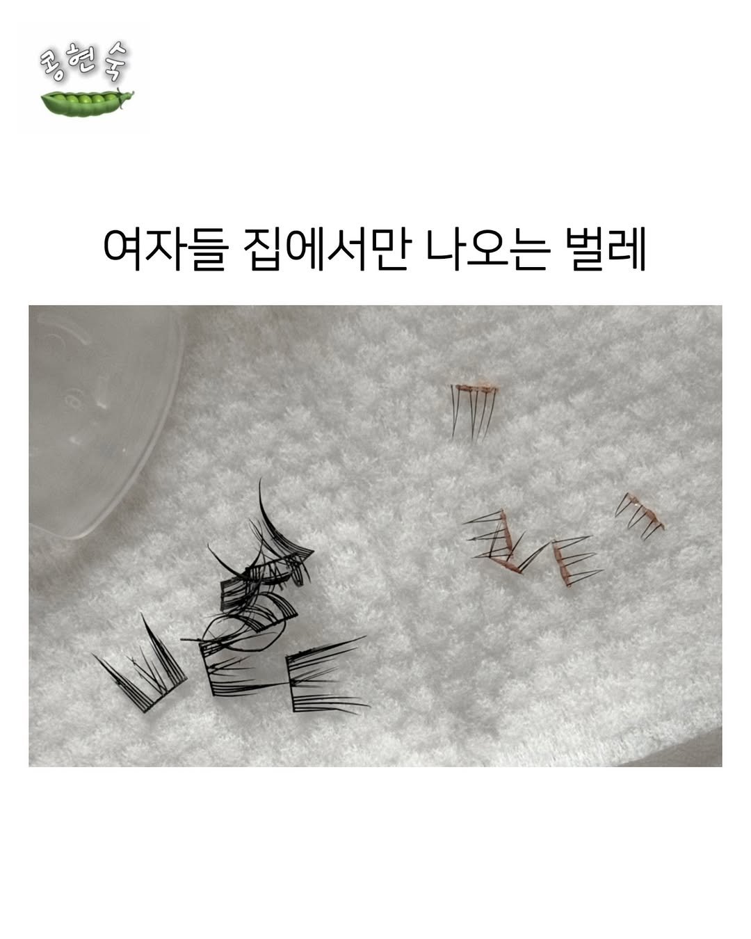 Photo by 콩현숙 in Seoul, Korea. May be an image of tick and text that says '공현숙 여자들 집에서만 나오는 벌레 ብወለ 超念 vIT'.