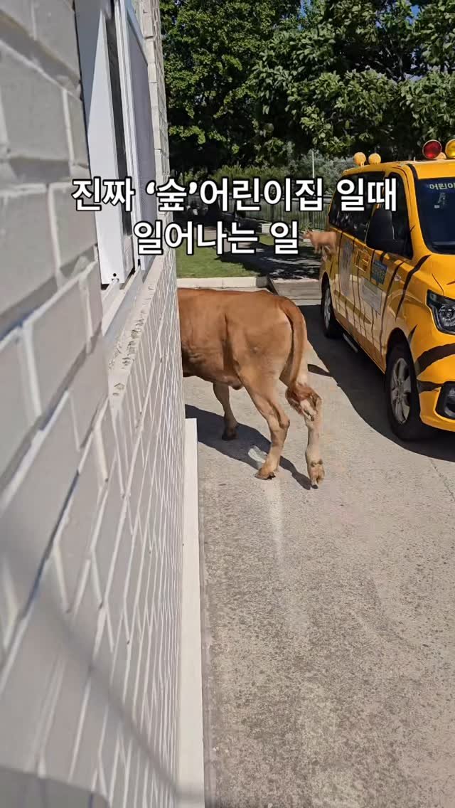 korea_forest 게시물 이미지: 음메~~오늘은 송아지가 고려숲어린이집에 놀러왔어요!!🐂
우리 친구들과 함께 가까이서...