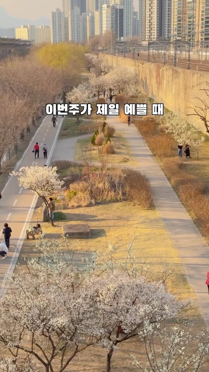 korea_soo_02 게시물 이미지: 서울 청계천 지금 안 가면 1년 기다려야 함 🌸
이번주가 가장 예쁠 때, 이건...