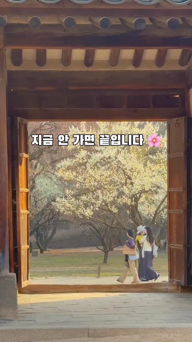 korea_soo_02 게시물 이미지: 서울 지금 이거 놓치면 끝입니다 🌸

창덕궁 매화 거의 다 폈어요
👉 지금이 제일...