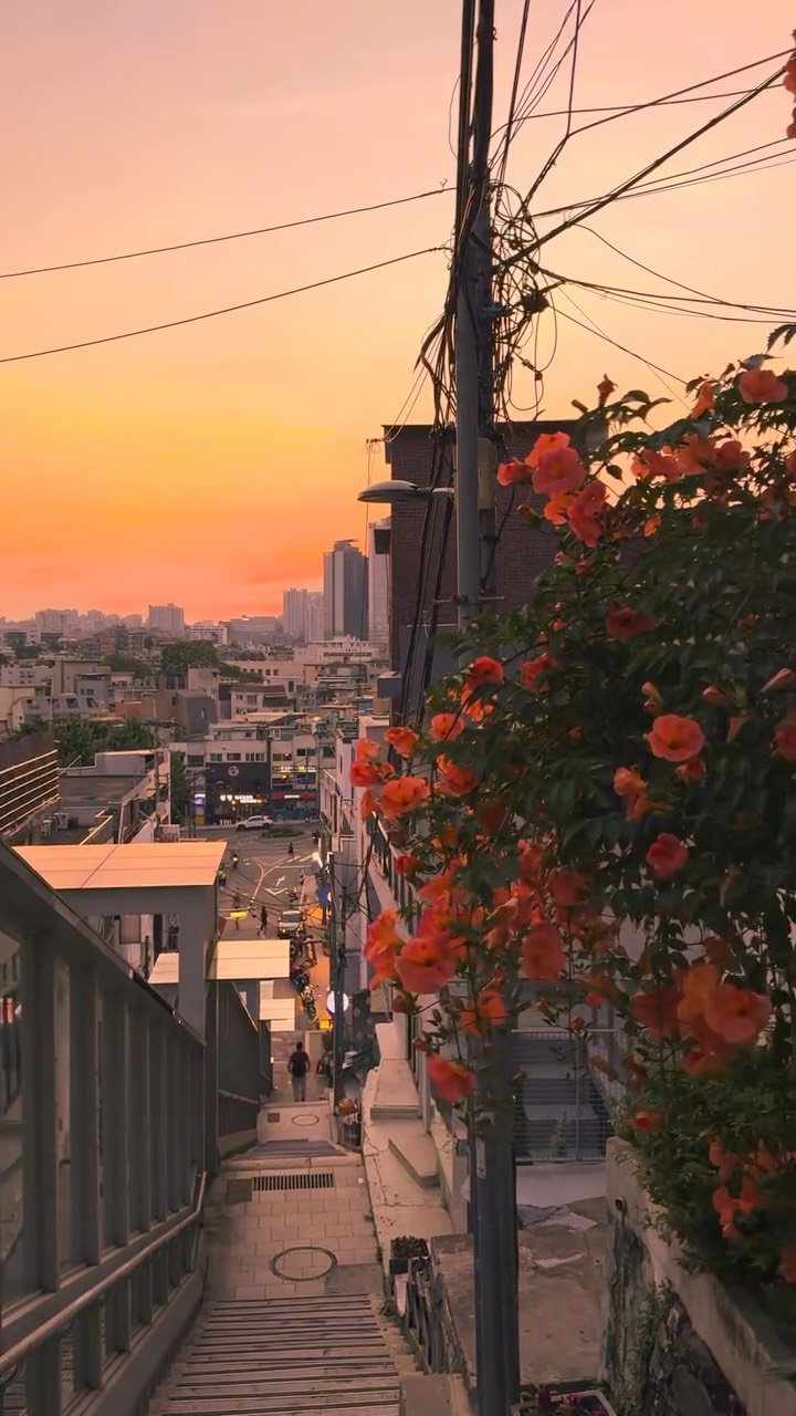 korea_soo_02 게시물 이미지: 지금 안 가면 1년 기다려야 하는 풍경🧡

후암동 108계단에 능소화가...