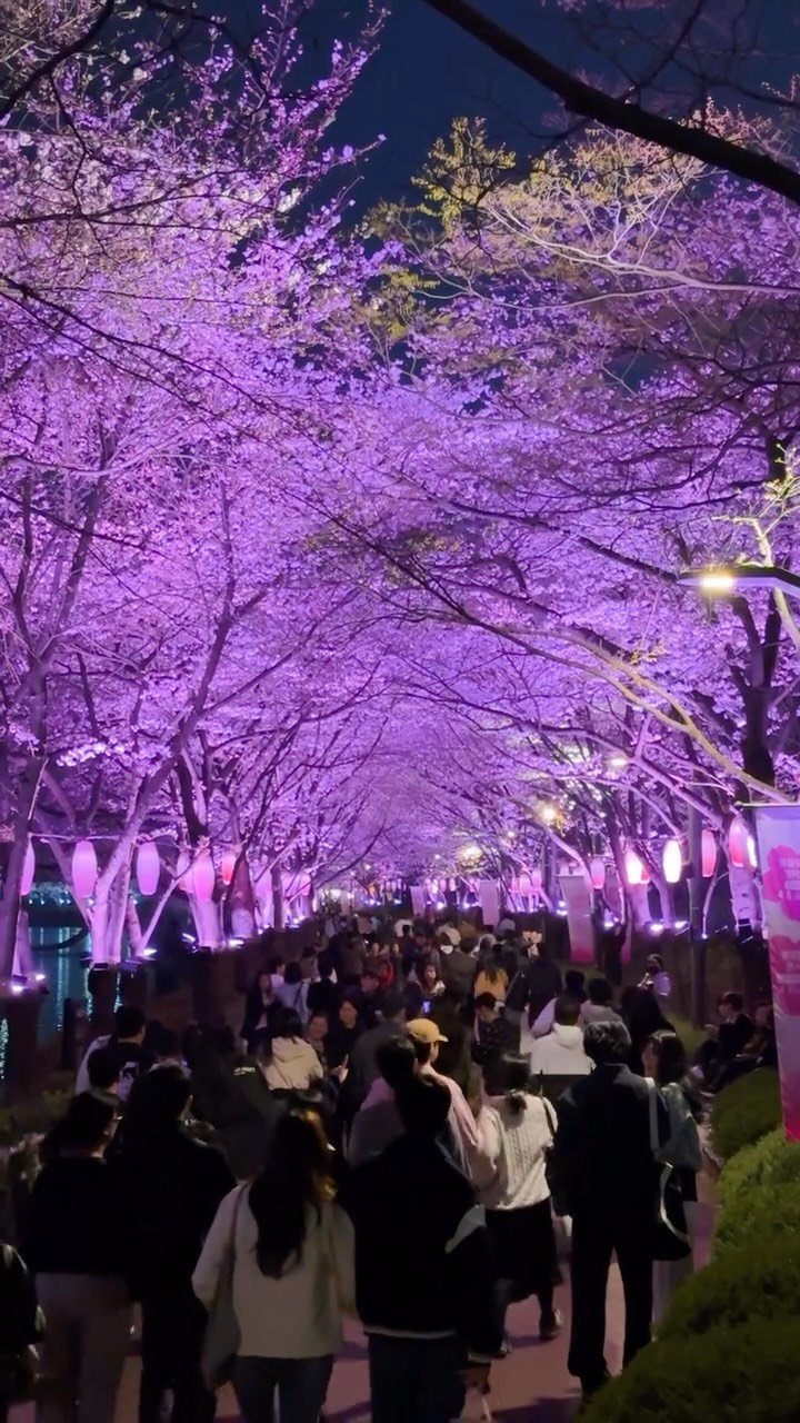 korea_soo_02 게시물 이미지: 아니 밤10시 인데 무슨일이래?

실시간 밤10시 석촌호수 벚꽃 아직...