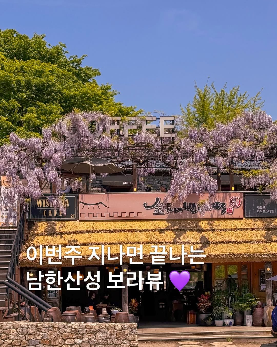 korea_soo_02 게시물 이미지: 실시간 이번주 지나면 끝나는 
남한산성 보라뷰

남한산성에 등나무 초초초절정 찍은...