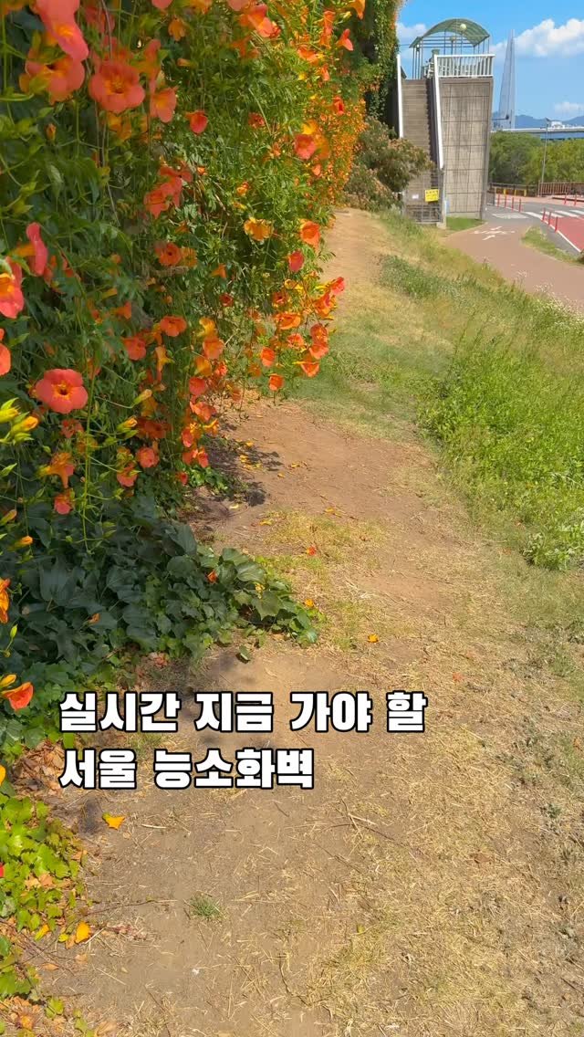 korea_soo_02 게시물 이미지: 실시간 지금 가야 할
서울 능소화벽🧡

뚝섬한강공원 능소화 개화상황입니다🌿

아직...