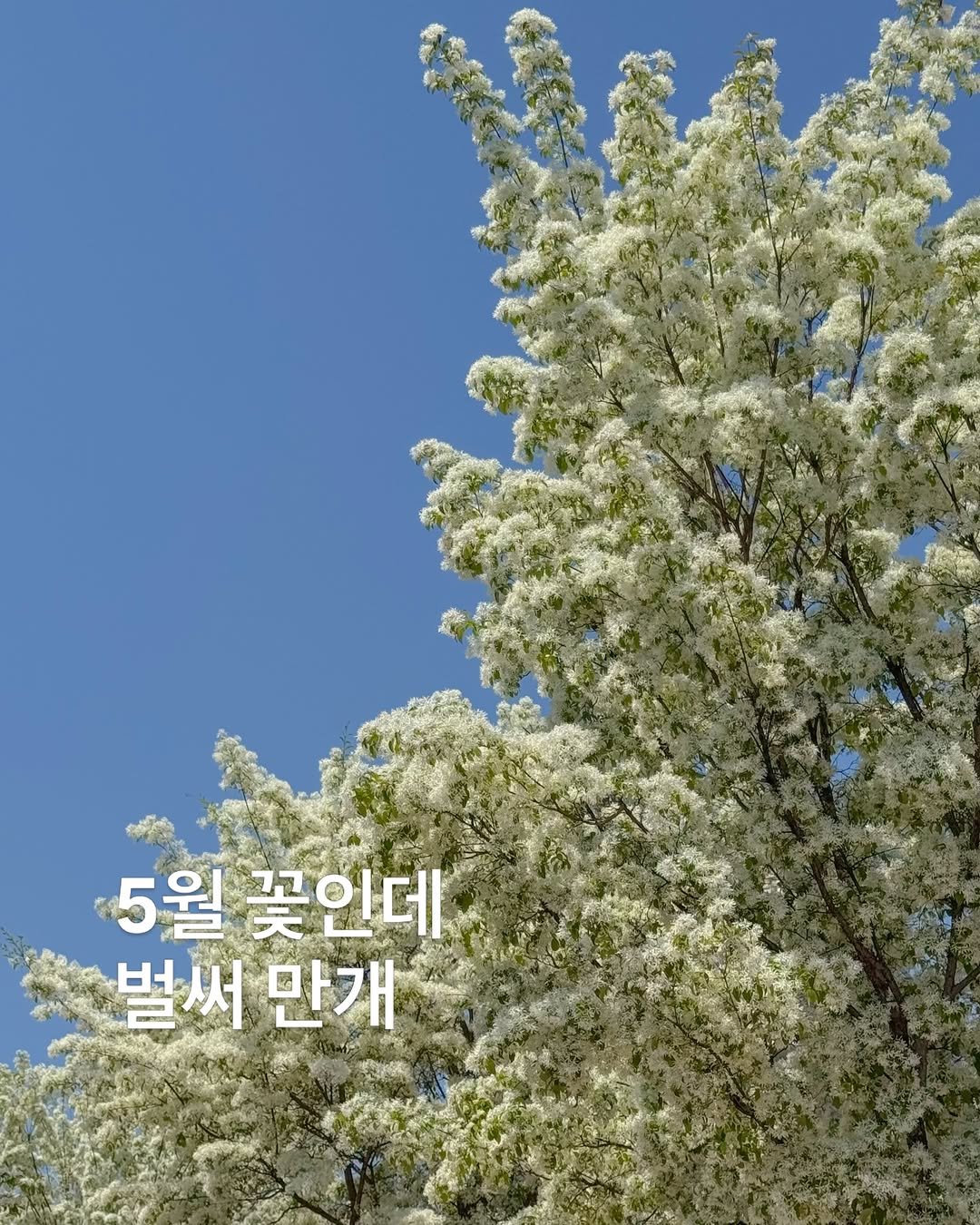 korea_soo_02 게시물 이미지: 5월에 피는 꽃인데 
올해 개화가 빨라서 지금 만개입니다🤍🤍

👉 다음주면 끝날...