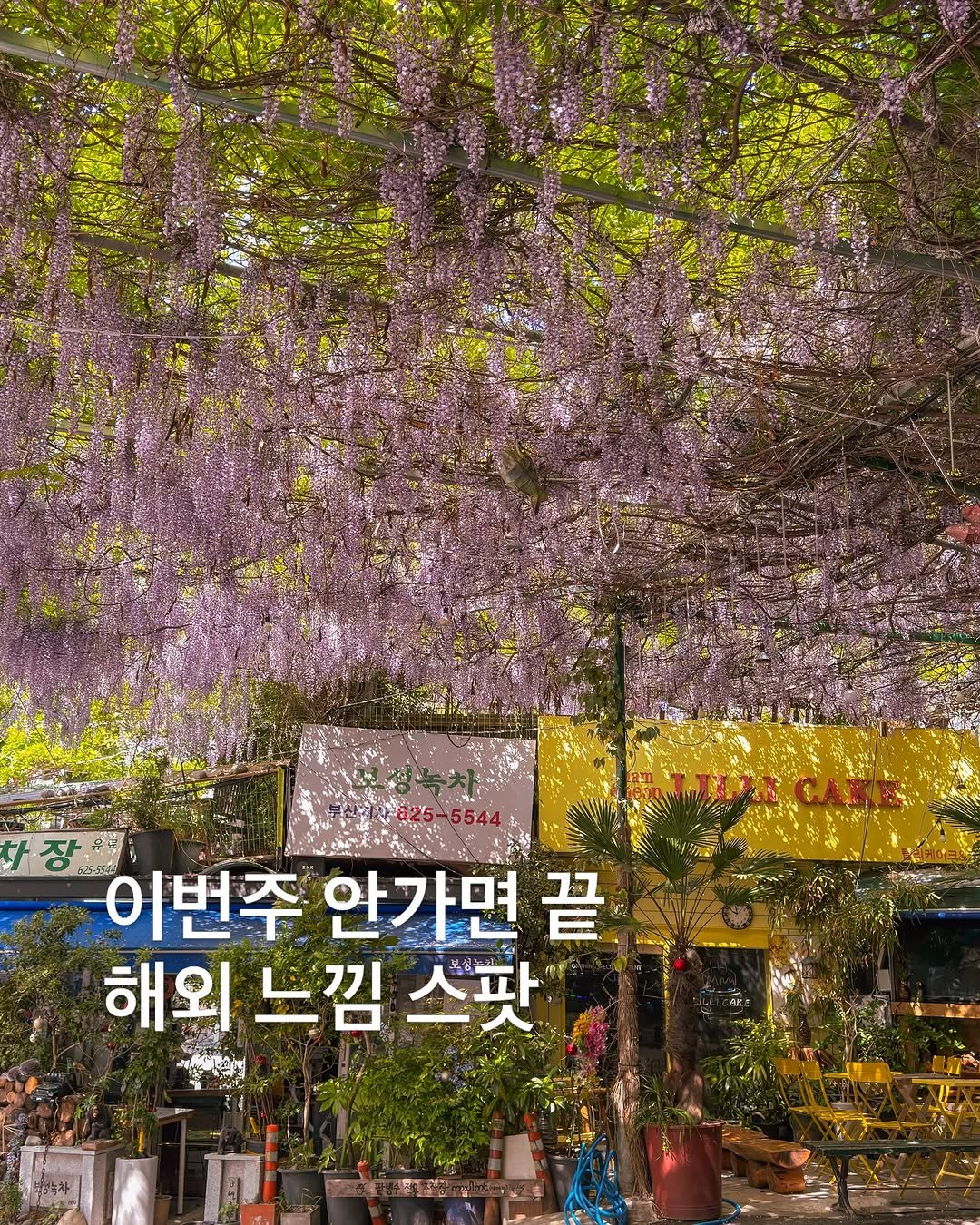 korea_soo_02 게시물 이미지: 이번주 안가면 끝
부산 해외 느낌 스팟 💜

지금 실시간으로 등나무 완전 만개...