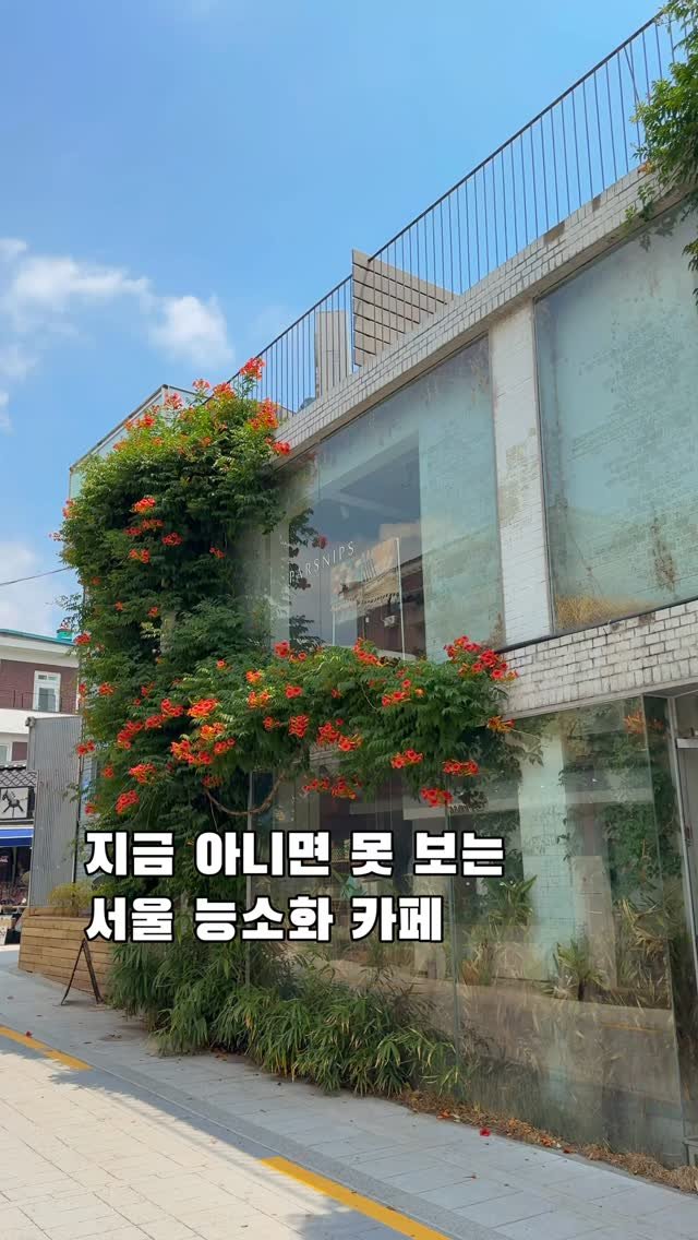 korea_soo_02 게시물 이미지: 지금 아니면 못 보는 서울 능소화 카페💐

서울 한복판,
능소화가 건물을 가득...