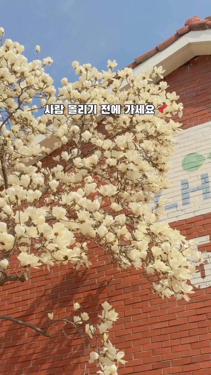 korea_soo_02 게시물 이미지: 지금… 이 타이밍 아니면 끝🌸

📆 26.03.25 기준 
거의 만개 (아이폰...