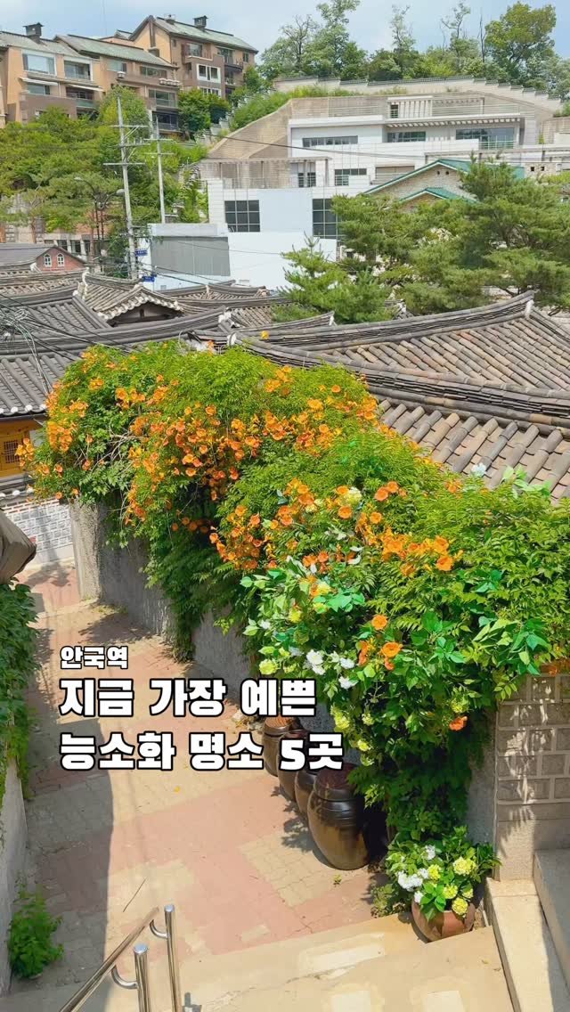 korea_soo_02 게시물 이미지: 🧡 안국역 2편

실시간 지금 가장 예쁜
안국 능소화 명소 5곳...