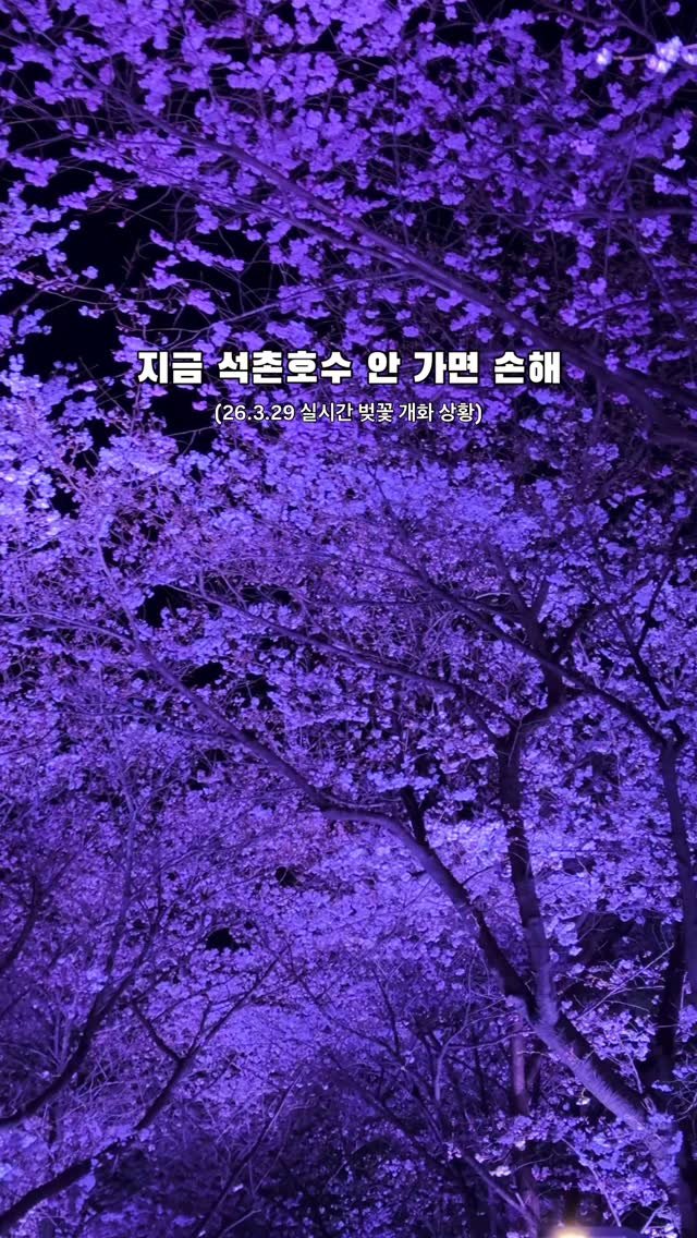 korea_soo_02 게시물 이미지: 3월 29일 밤 기준 
석촌호수 벚꽃 많이 폈고 

아직 사람 덜 몰려서 
여유롭게...