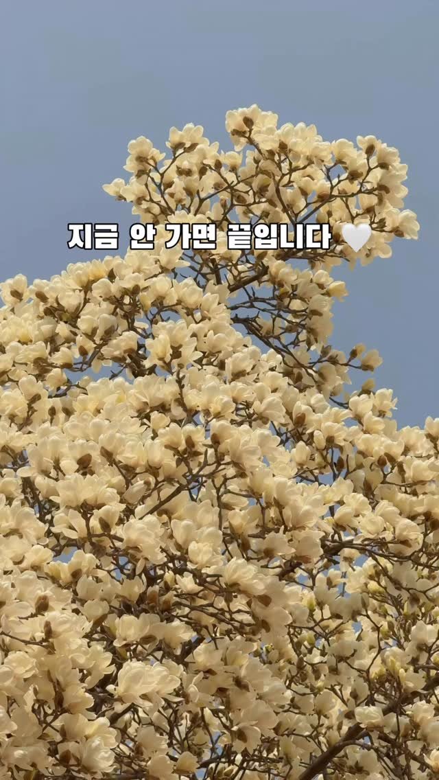 korea_soo_02 게시물 이미지: 서울 지금 제일 미쳤습니다🤍
이번 주 지나면 끝입니다

📍 실시간 서울 가장 예쁜...