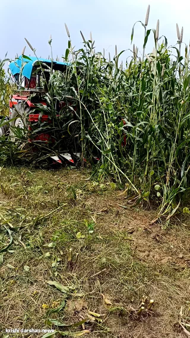 krishidarshanews 게시물 이미지: कटाई का काम जारी #short #virel #farming...