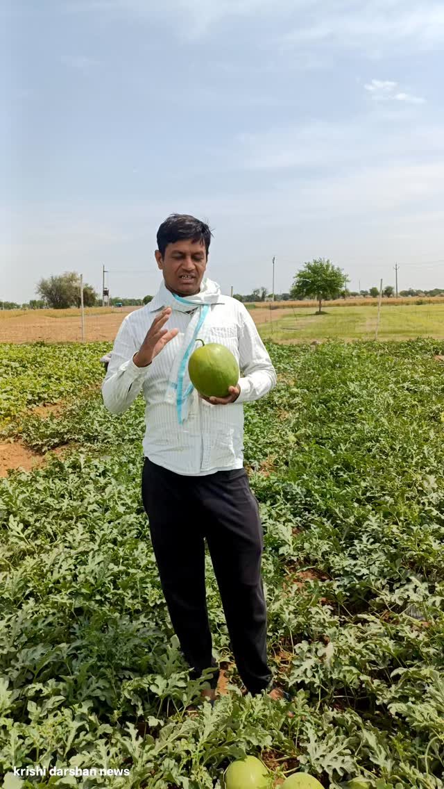 krishidarshanews 게시물 이미지: जन्नत तरबूज़ 🍈#virel #short