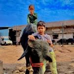 banna_dairyfarm 프로필 사진