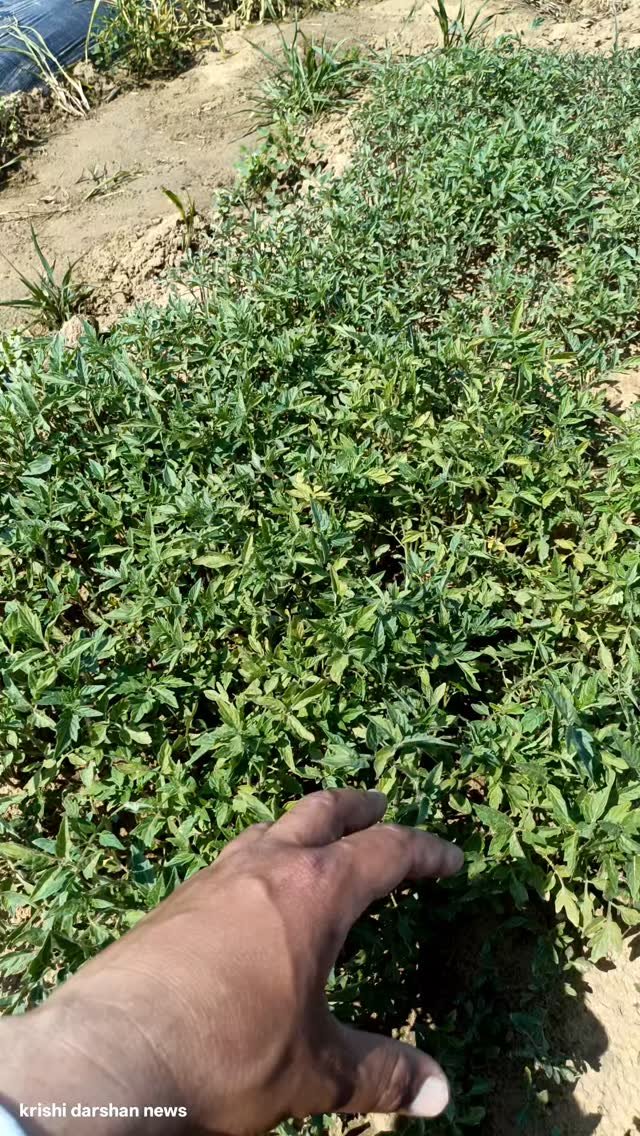 krishidarshanews 게시물 이미지: टमाटर 🍅 की पौध बिकाऊ #virel #short