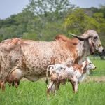 rawal_dairy_farm_knowledge 프로필 사진