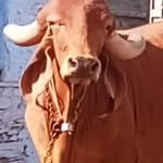 shree_yadav_gir_farm_patan 프로필 사진